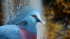 Veneonic gołąb vecterone